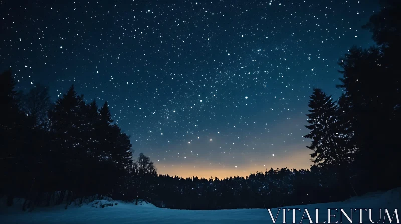 Winter Night Sky with Forest Trees