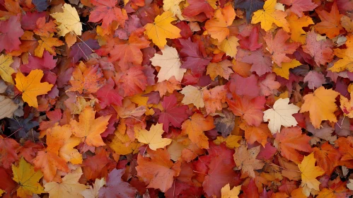 Fallen Maple Leaves in Autumn Colors
