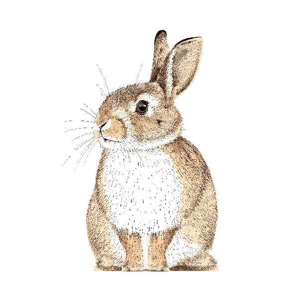 POD Design Charming Rabbit Art Design