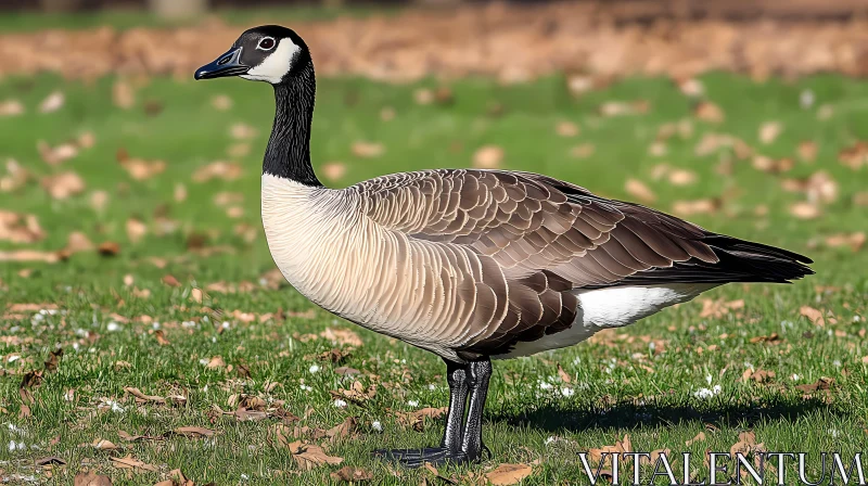 Elegant Goose in Nature AI Image