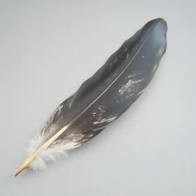 Isolated Feather on Gray Background