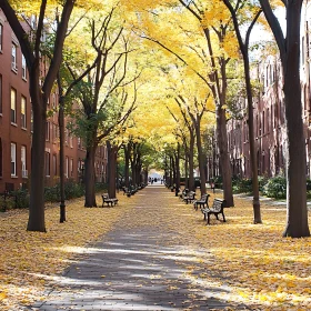 Avenue of Gold: Autumnal Splendor in the City