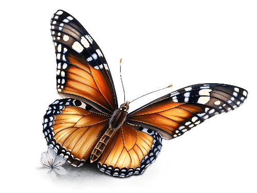 Photorealistic Digital Painting of Monarch Butterfly on Rock