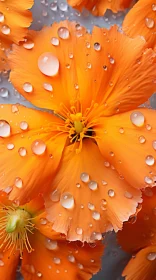 Rain-Kissed Orange Flowers in High Detail