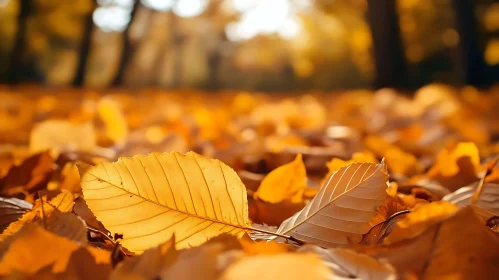 Autumnal Forest Scene with Fallen Leaves