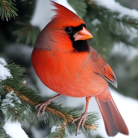 Red Cardinal on Snowy Branch