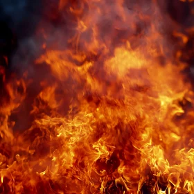 Vivid Blaze and Heat