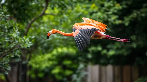 Pink Flamingo Flying