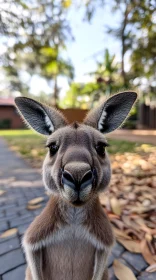 Close-Up of Kangaroo in Green Park