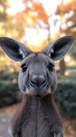 Kangaroo Close-Up with Blurred Autumn Background