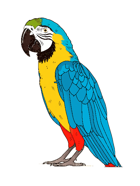 Exotic Parrot Illustration Tee POD Design