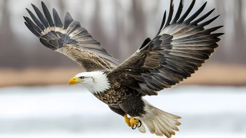 Bald Eagle Soaring Gracefully