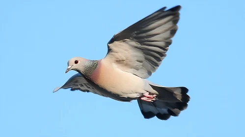 Bird Flying in Clear Blue Sky