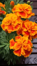 Orange Flowers on Wooden Table: A Study in Bold Coloration