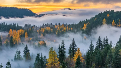 Misty Forest Sunset with Autumn Trees