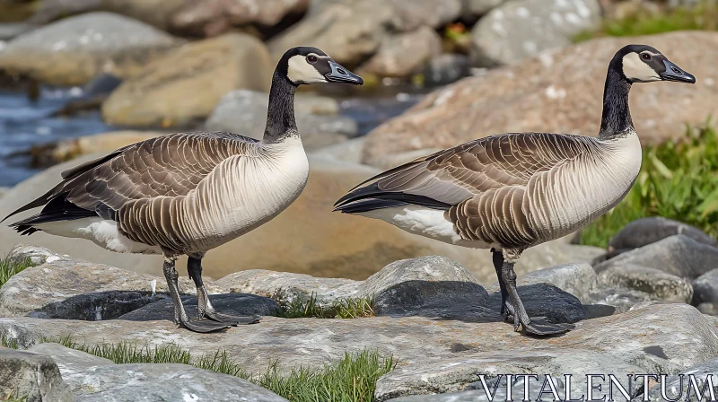 Tranquil Geese Portrait AI Image