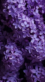 Lush Purple Lilac Flowers on Black Background | Pastel Color Palette