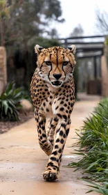 Elegant Cheetah on the Prowl