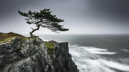 Lonely Tree on Cliff Edge Over Ocean