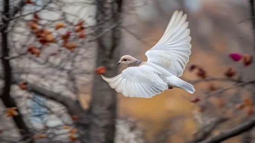 White Dove Flying in Autumn
