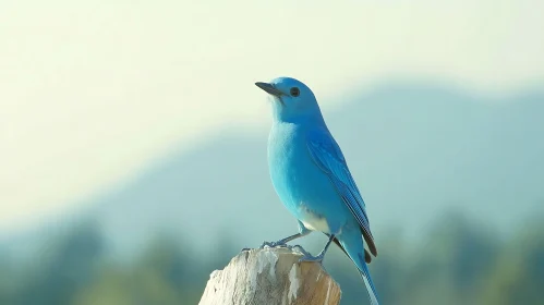 Bluebird on Wooden Post