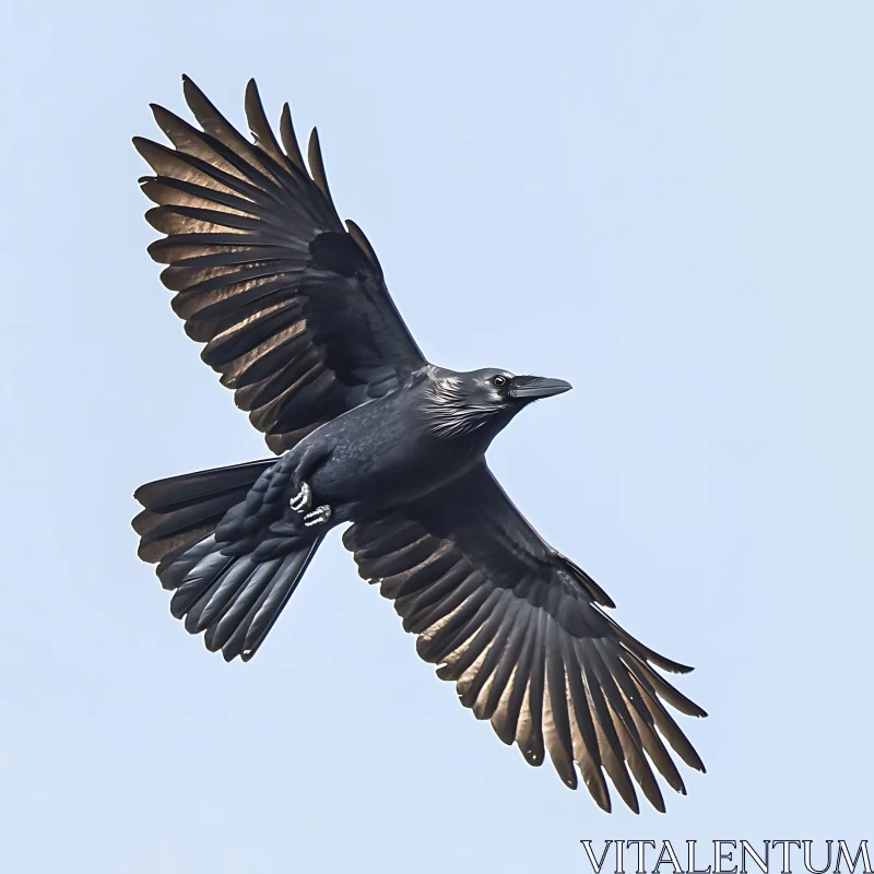 Raven's Flight
