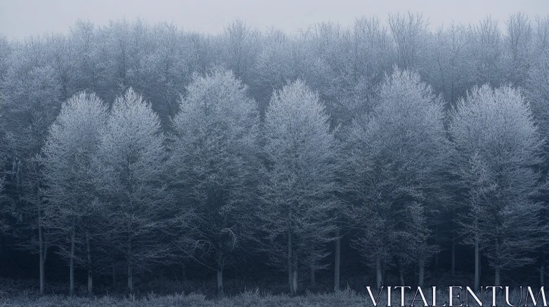 Frost-Kissed Winter Trees