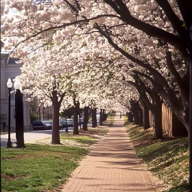 Spring Blossoms Along the Brick Path