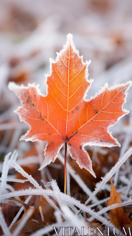 Frost-Adorned Maple Leaf | Nature's Intricate Beauty AI Image