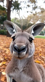 Kangaroo Among Autumn Leaves