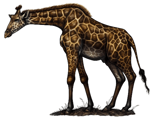 Elegant Giraffe on Transparent Background - Ideal for Print