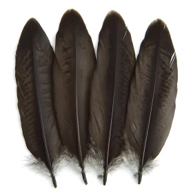 Four Dark Feathers Isolated on White