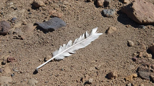 White Feather Resting on Rocky Sand