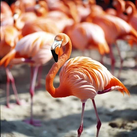Pink Flamingo Flock in Natural Habitat