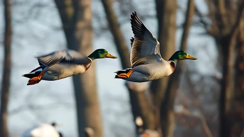 Ducks Flying Over The Lake