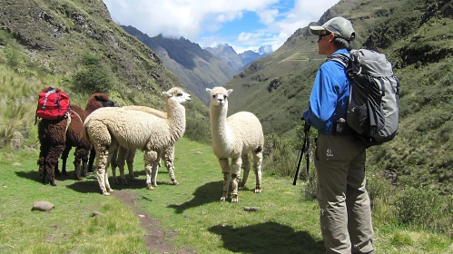 Alpacas and Hiker Encounter in the Mountains