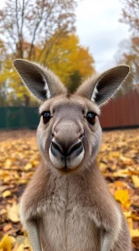 Curious Kangaroo in Autumn