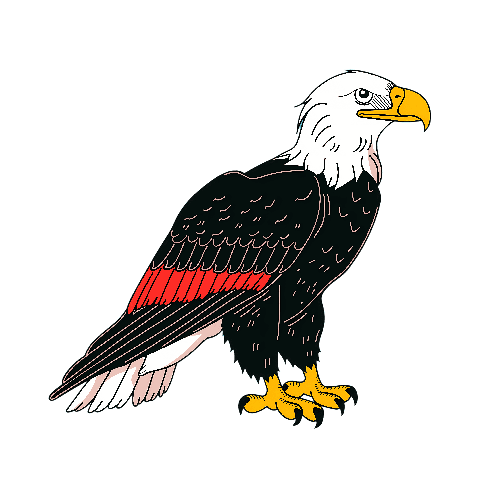 POD Design Eagle Vector Illustration with Detailed Feathers