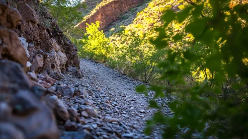 Rocky Nature Trail Surrounded by Greenery