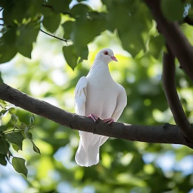 Dove Resting on Tree Branch
