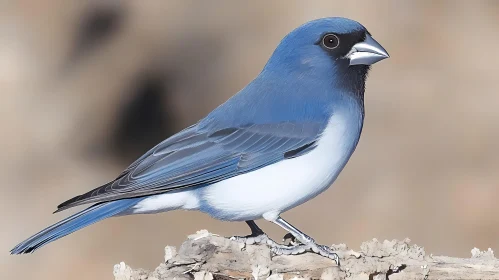 Blue Bird on a Branch