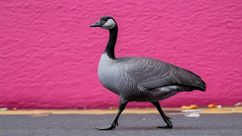 Urban Goose Against Vibrant Wall