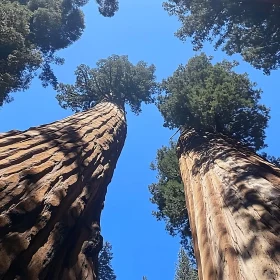 Majestic Forest Giants