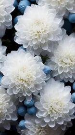 Blue and White Flowers: A Study in Subtle Color Gradients