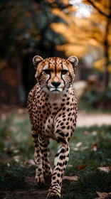 Cheetah Walking in Forest