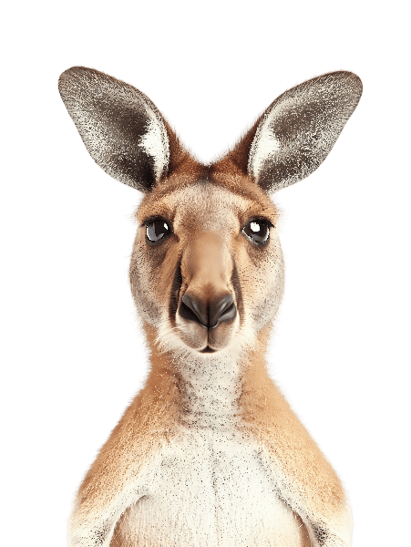 Expressive Kangaroo Illustration T-Shirt Design