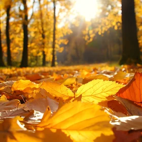 Autumnal Forest Floor with Sunlight