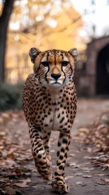 Wildlife Photography of a Cheetah
