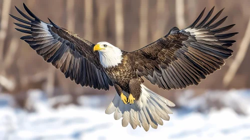 Soaring Eagle