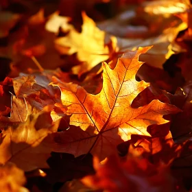 Fall Maple Leaf Pile